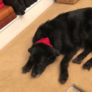 Meet your Posher, Susan